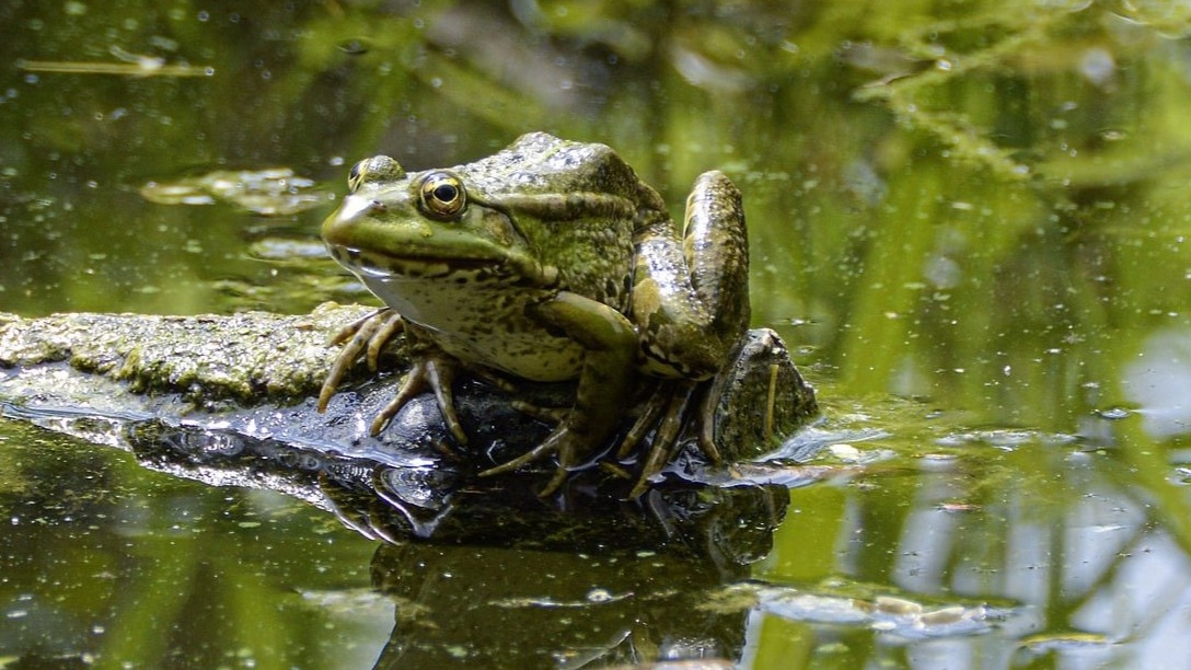 Groenstein Beplanting