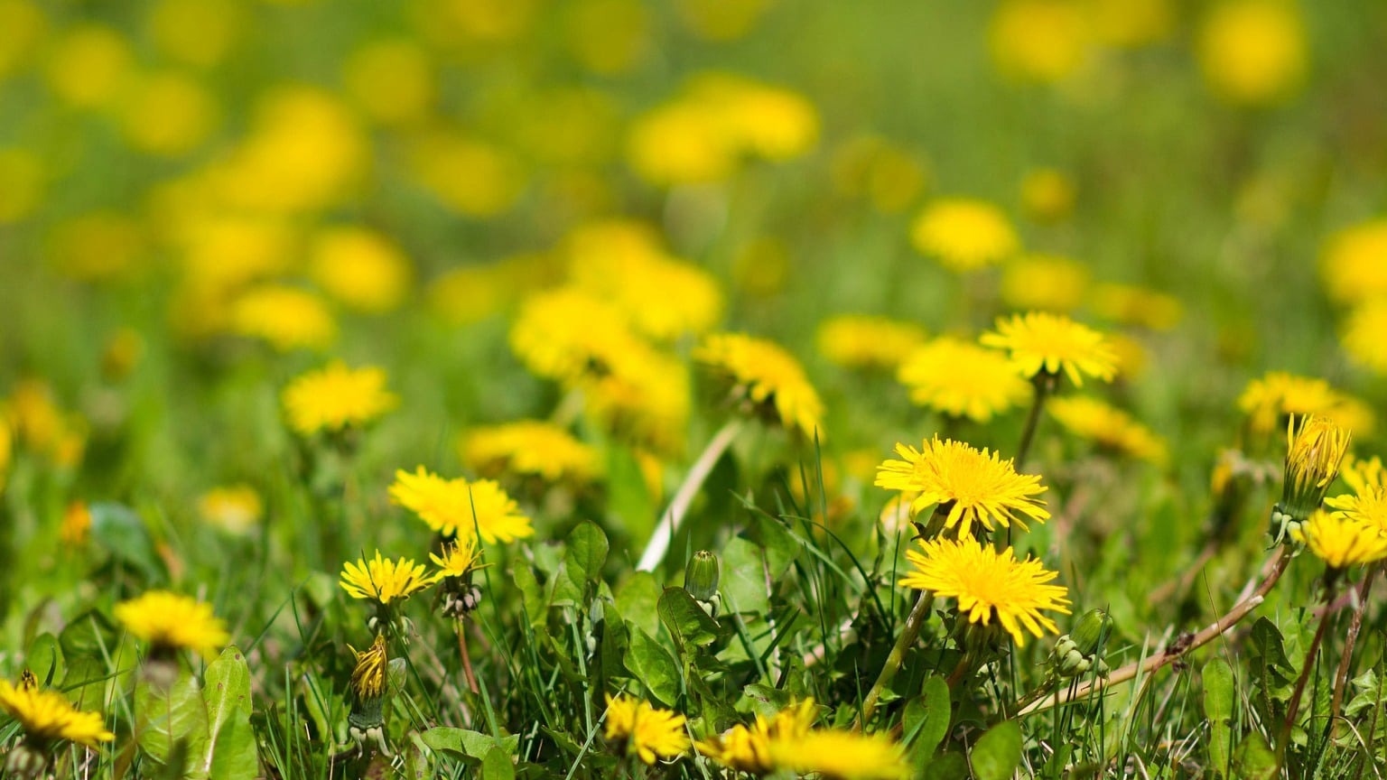 Groenstein Beplanting